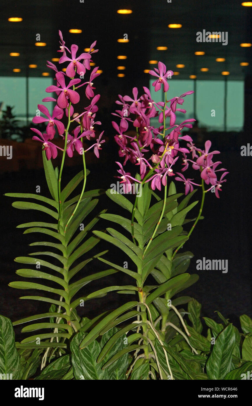 Visualizzazione della bella mauve aranda orchidee Foto Stock