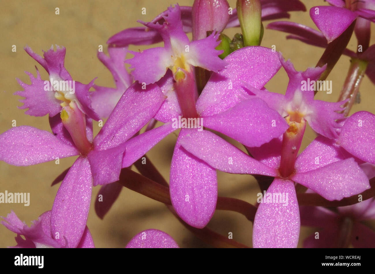 Crocifisso rosa orchidee Foto Stock