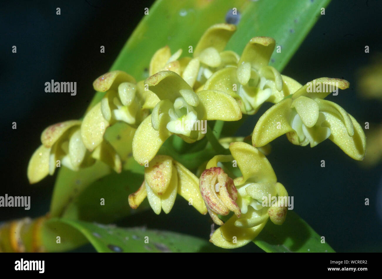 Nativi Australiani - orchidee Dendrobium gracicaule Foto Stock