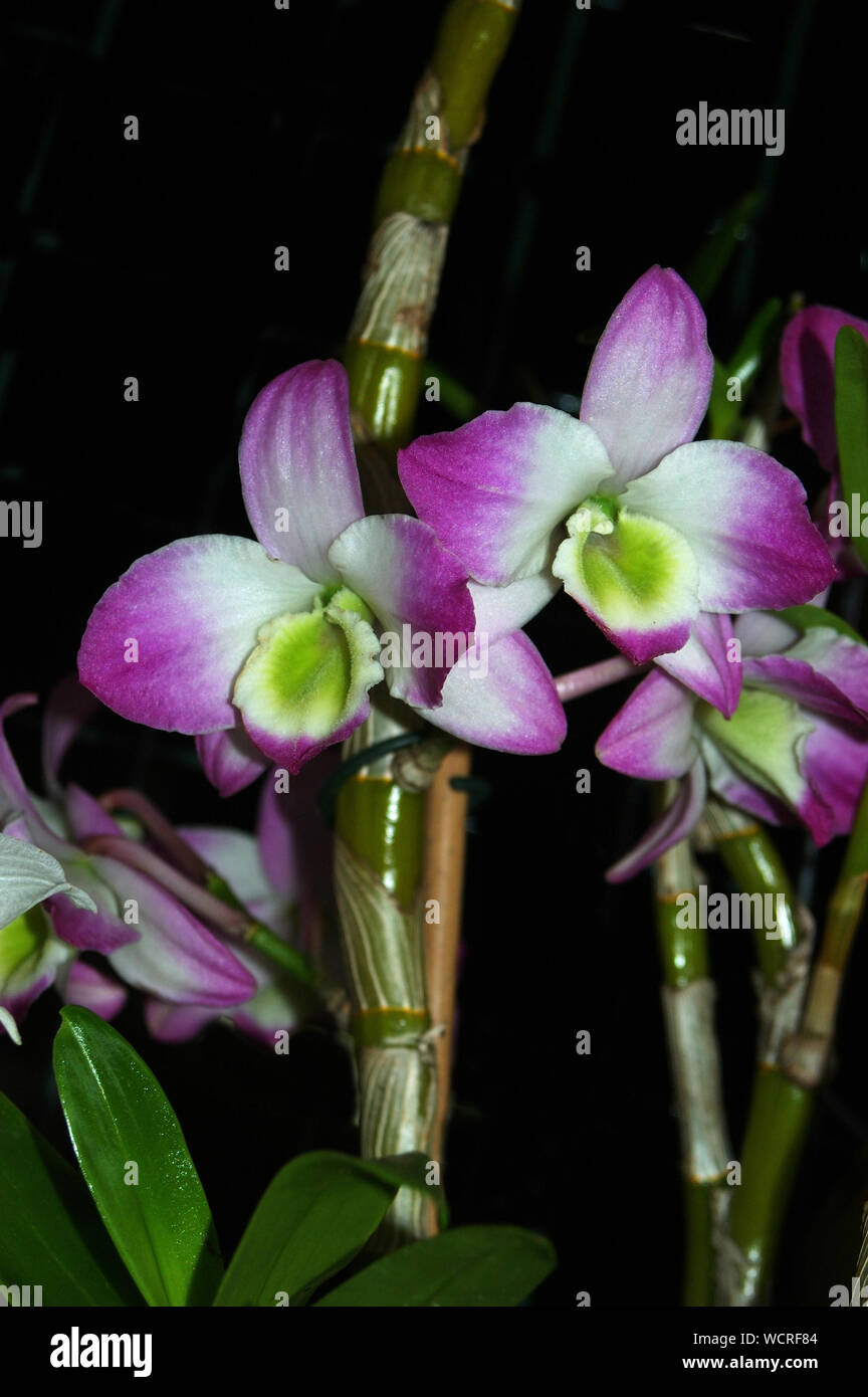 Bianco e viola orchidee su sfondo nero Foto Stock