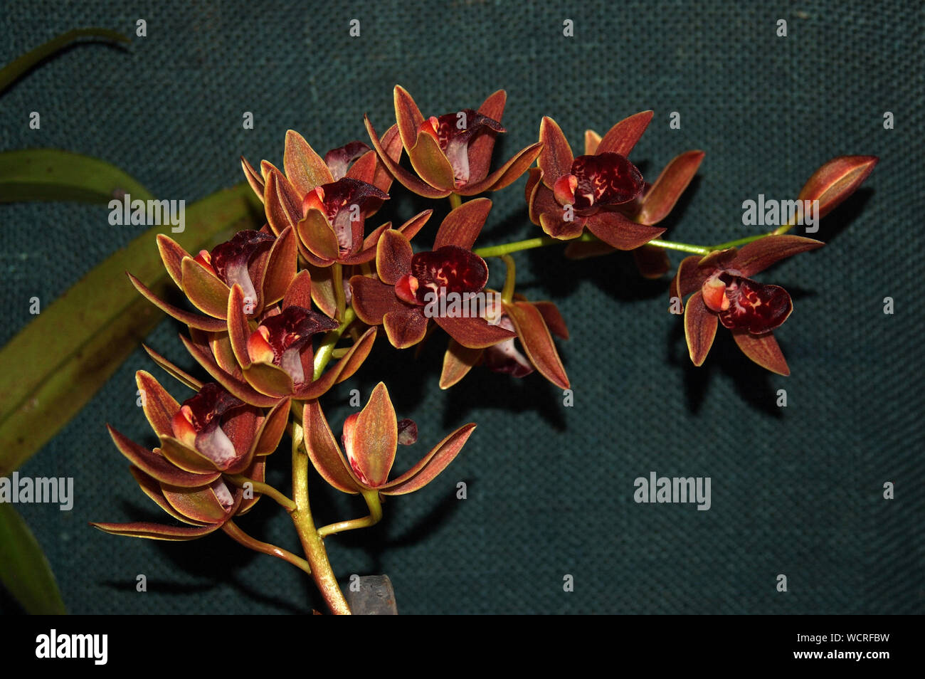 Cymbidium orchidee ibrido su sfondo scuro Foto Stock