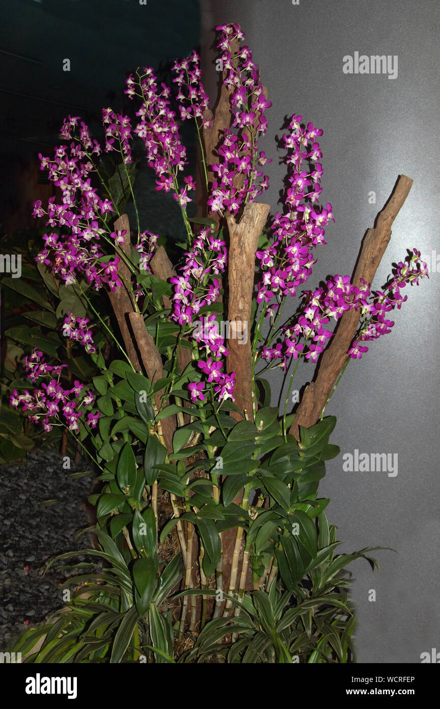 Display brillante di viola e bianco dendrobium orchidee Foto Stock