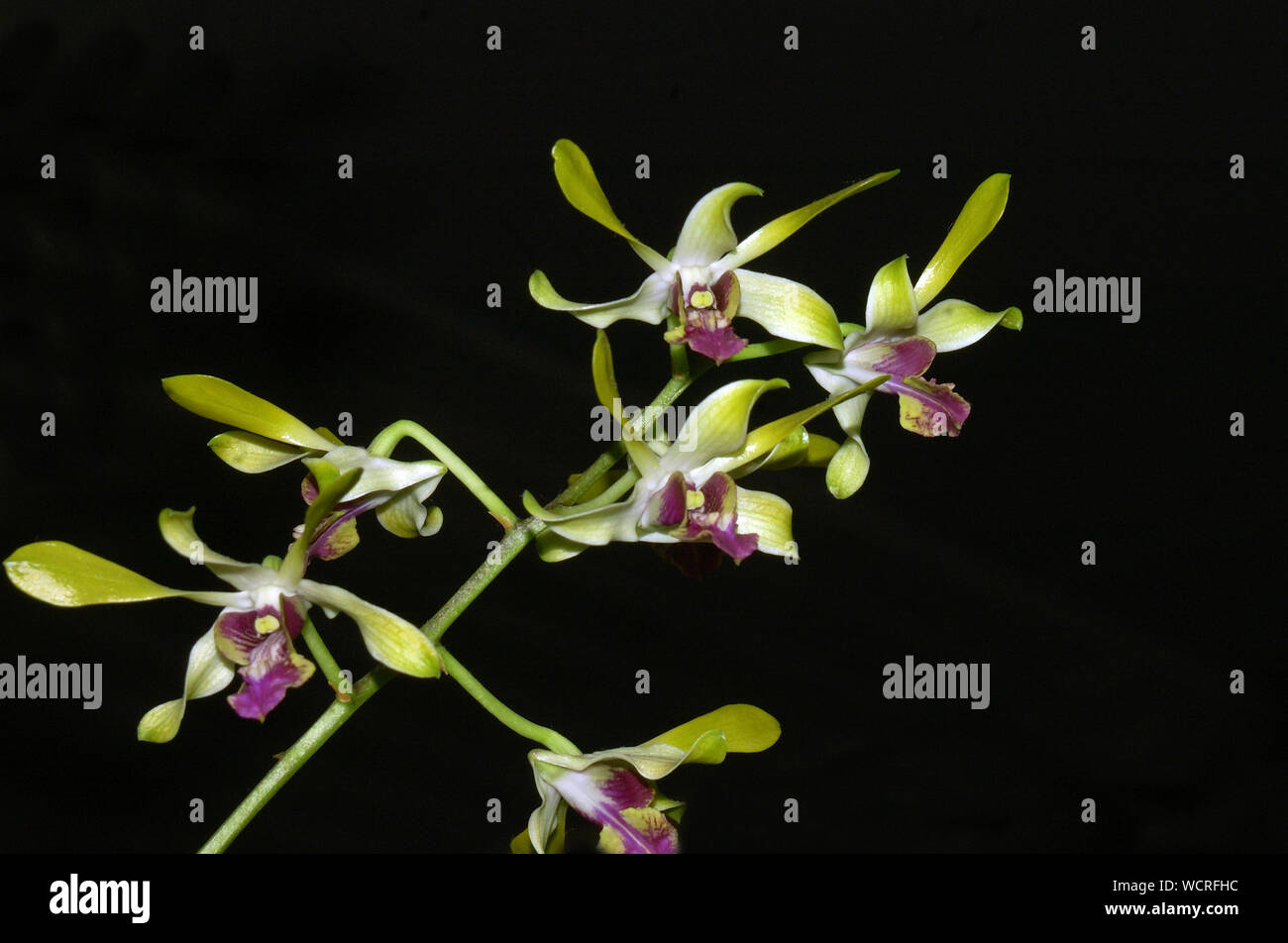 Dendrobium orchidee su sfondo nero Foto Stock