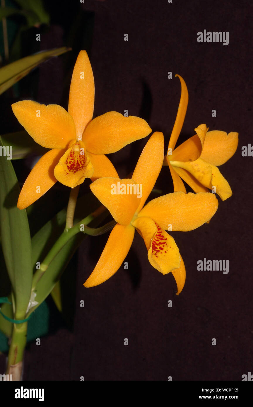 Vivido arancione orchidee - Cattleya orchidglades mandarino Foto Stock