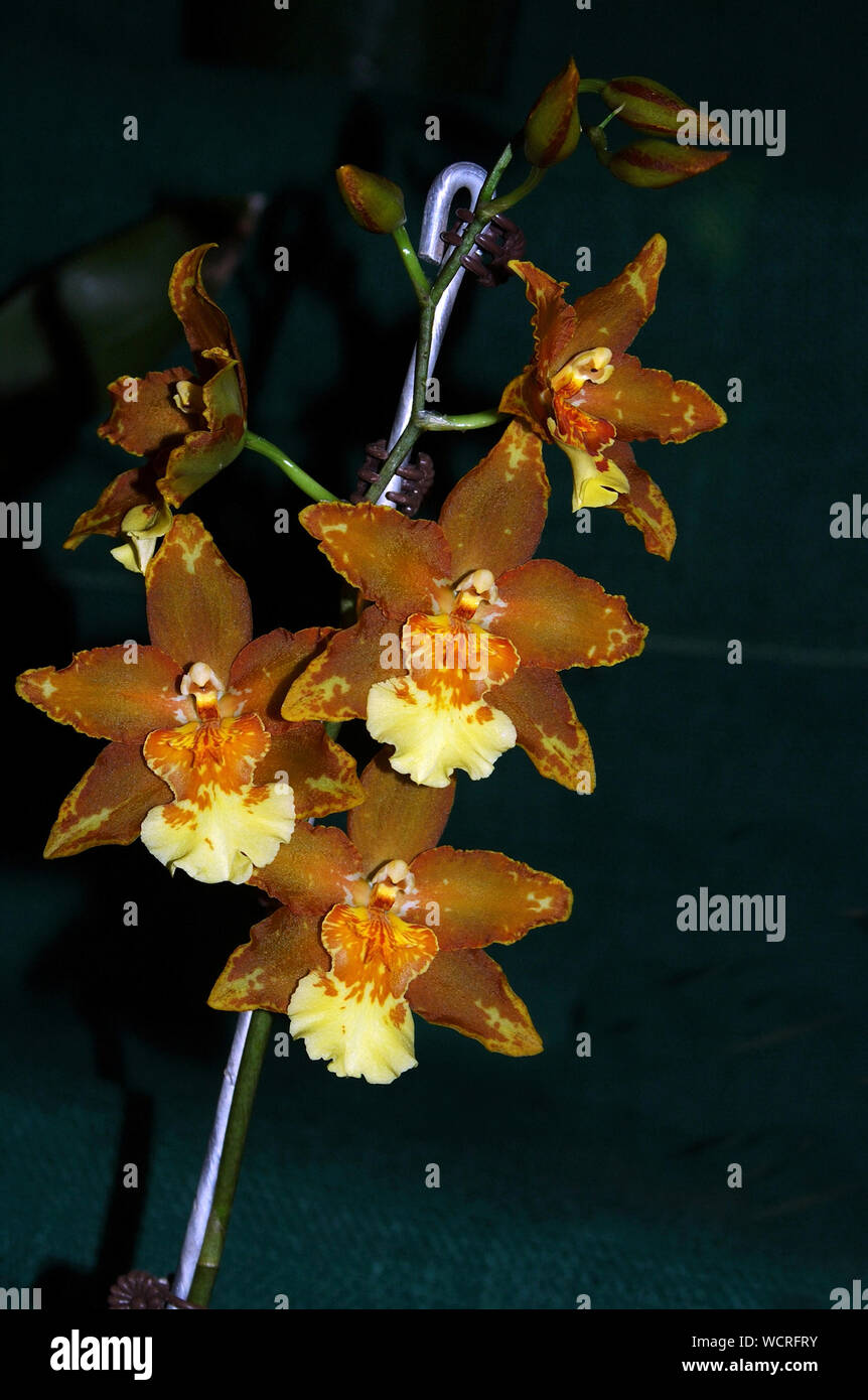 Grandi Oncidium orchidee su sfondo nero Foto Stock