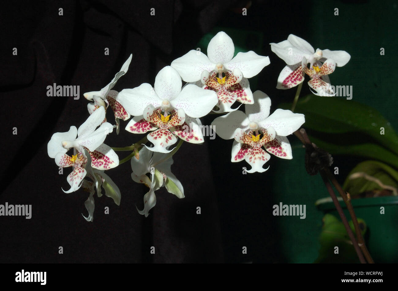 Bianco stuartiana Phaleonopsis orchidee su sfondo scuro Foto Stock