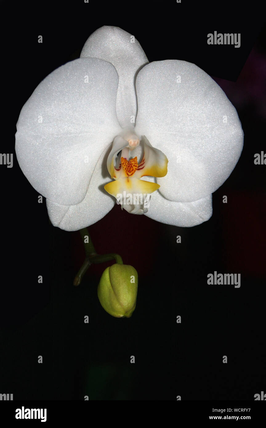 Bianco taisuco Phaleonopsis orchidee su sfondo nero Foto Stock