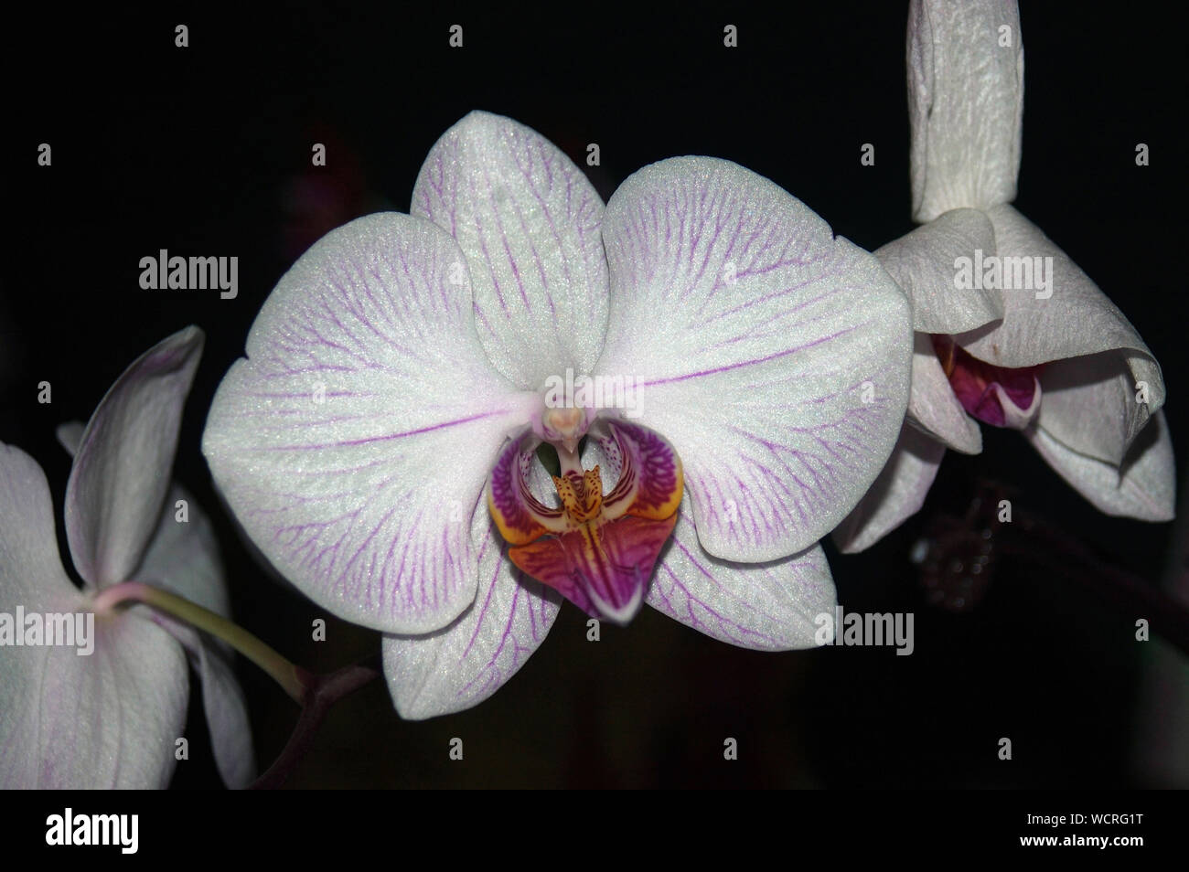 Bianco grande orchidee Phaleonopsis su sfondo nero Foto Stock