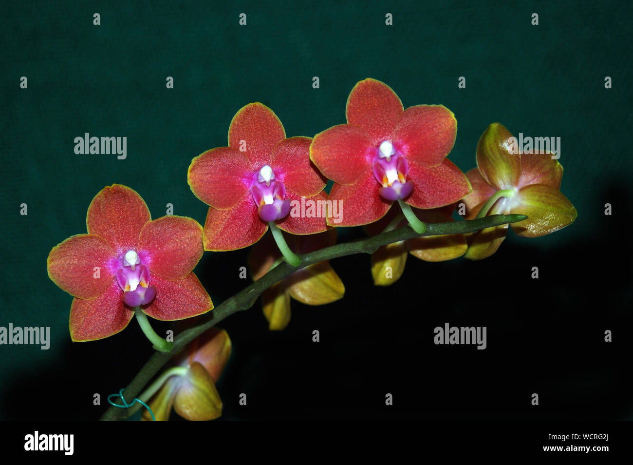 Colorate orchidee Phaleonopsis su sfondo scuro Foto Stock