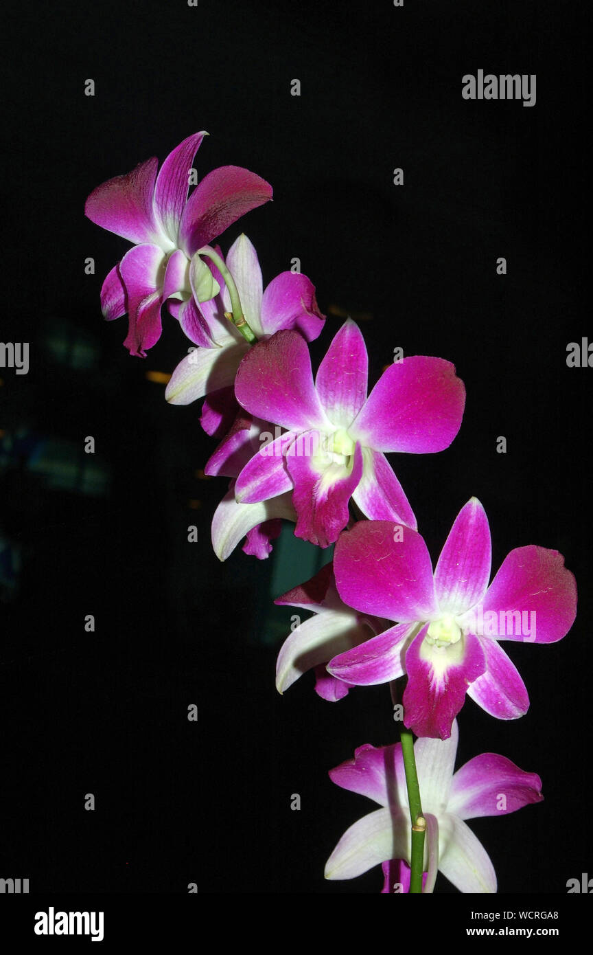 Orchidee colorate su sfondo nero Foto Stock