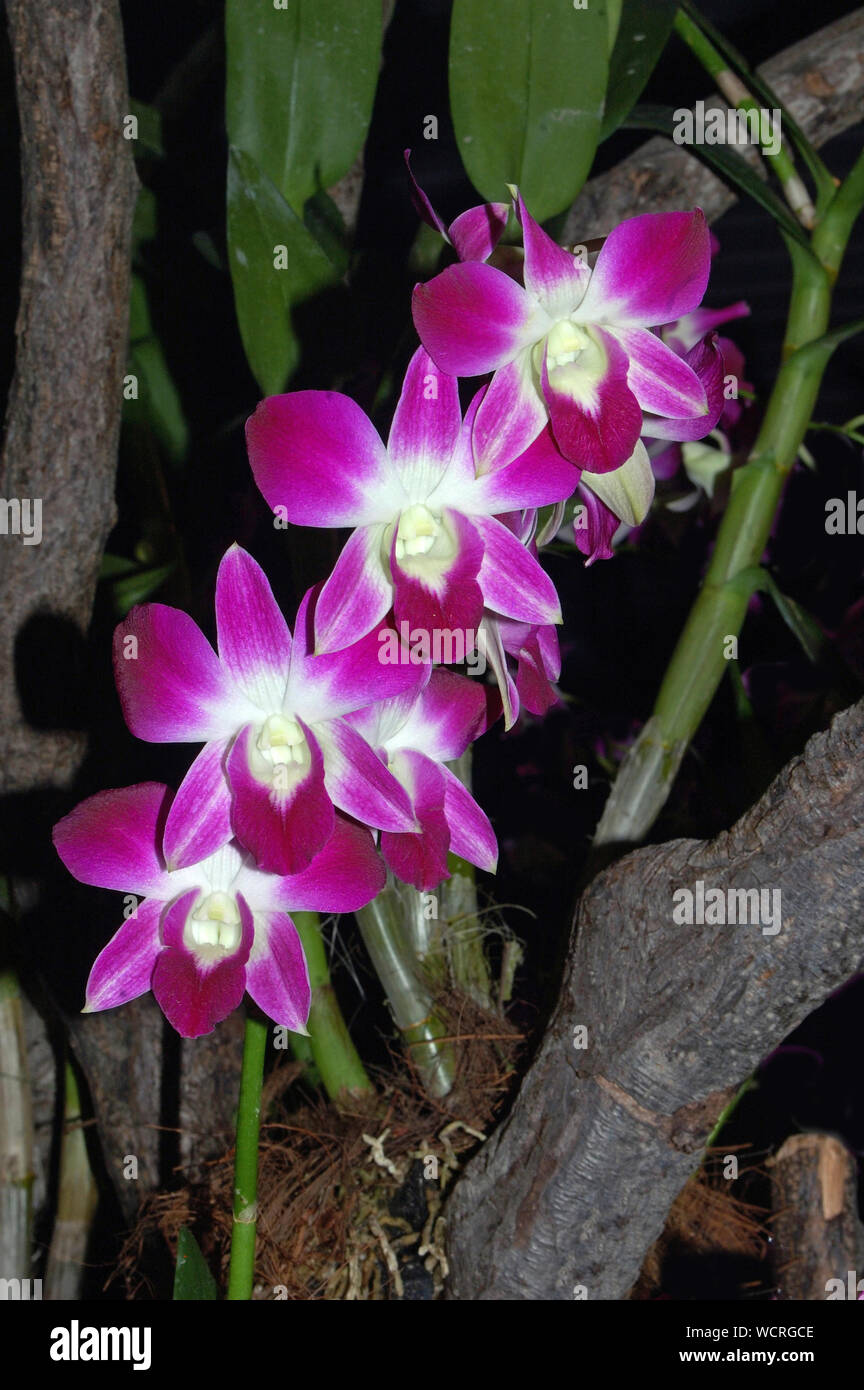Orchidee viola su sfondo nero Foto Stock