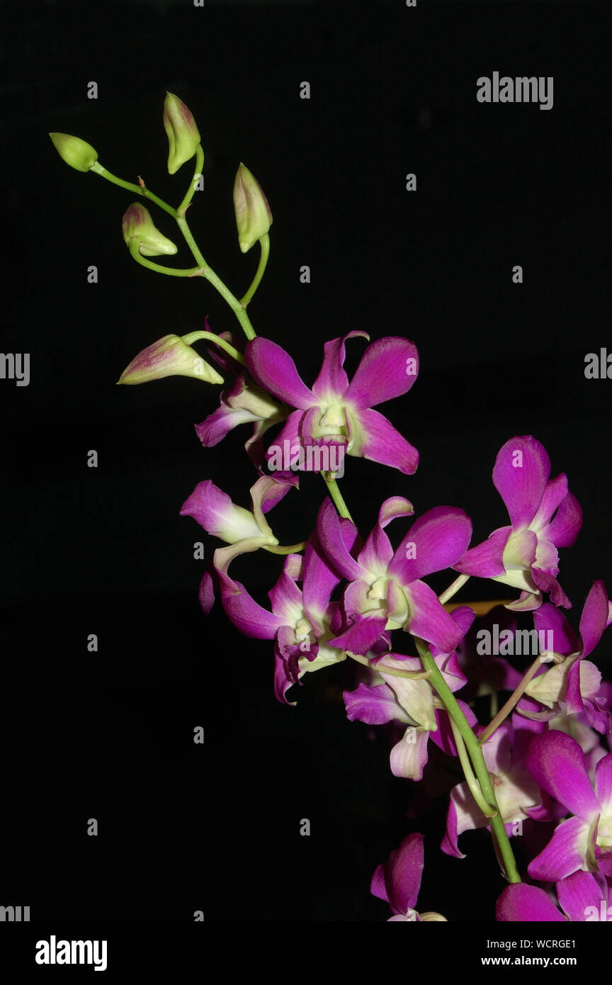 Orchidee viola su sfondo nero Foto Stock