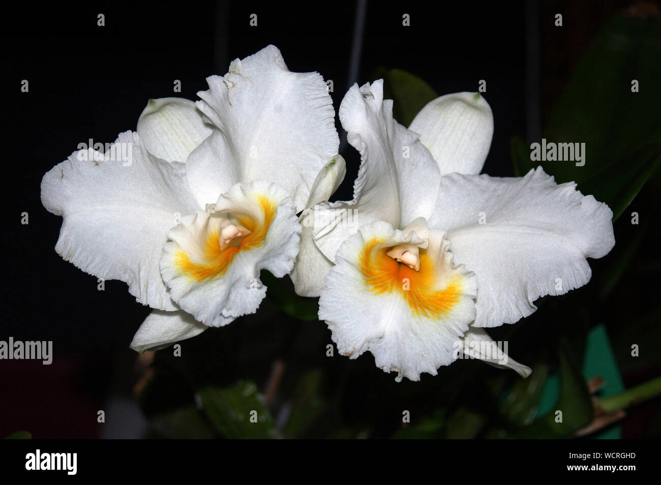 White cattleya orchidee su sfondo nero Foto Stock
