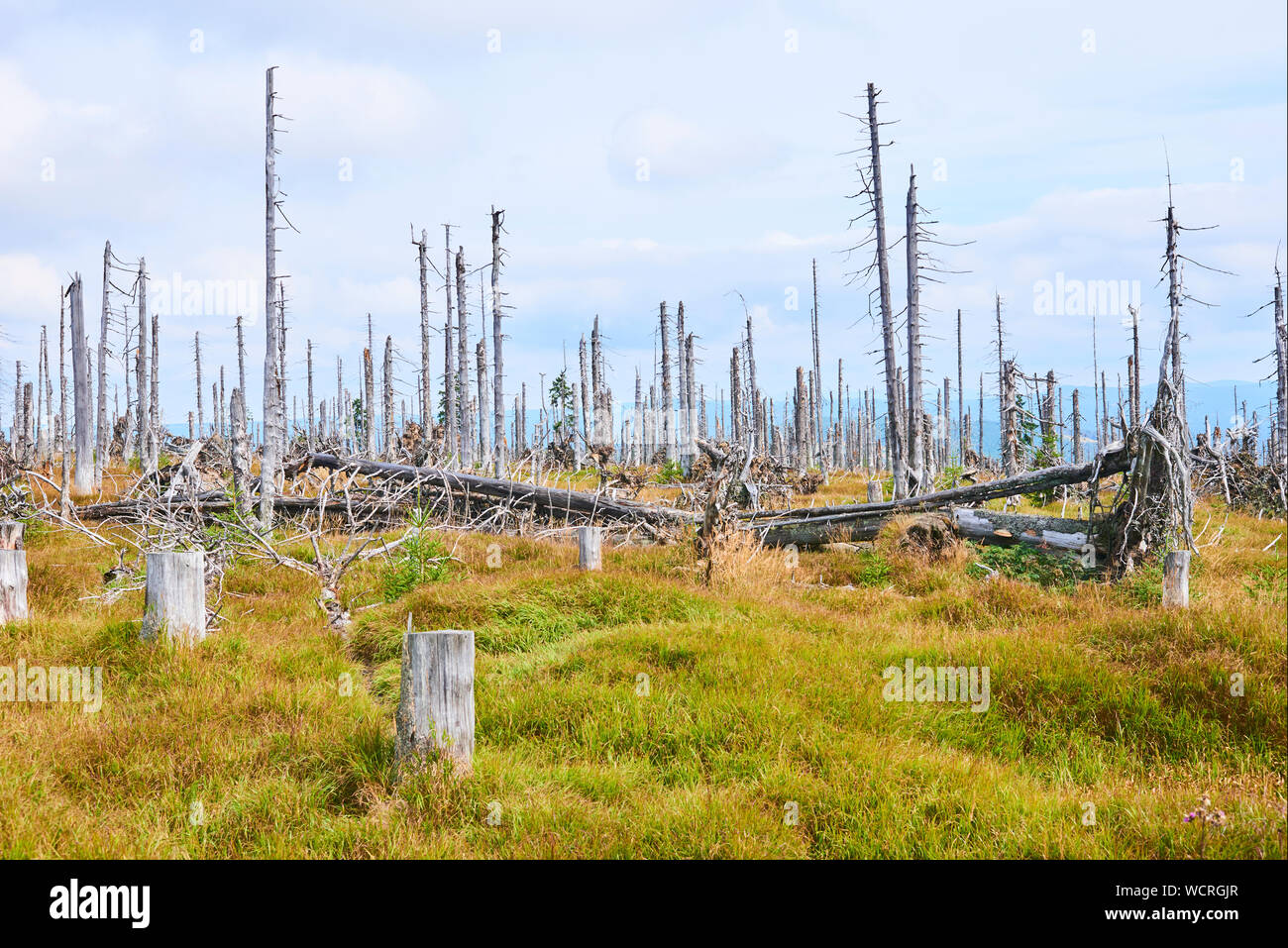 Rigenerazione naturale della foresta senza intervento umano nel parco nazionale di Sumava (Foresta Boema) vicino al monte Polednik. La foresta è stata distrutta nella tempesta Ky Foto Stock