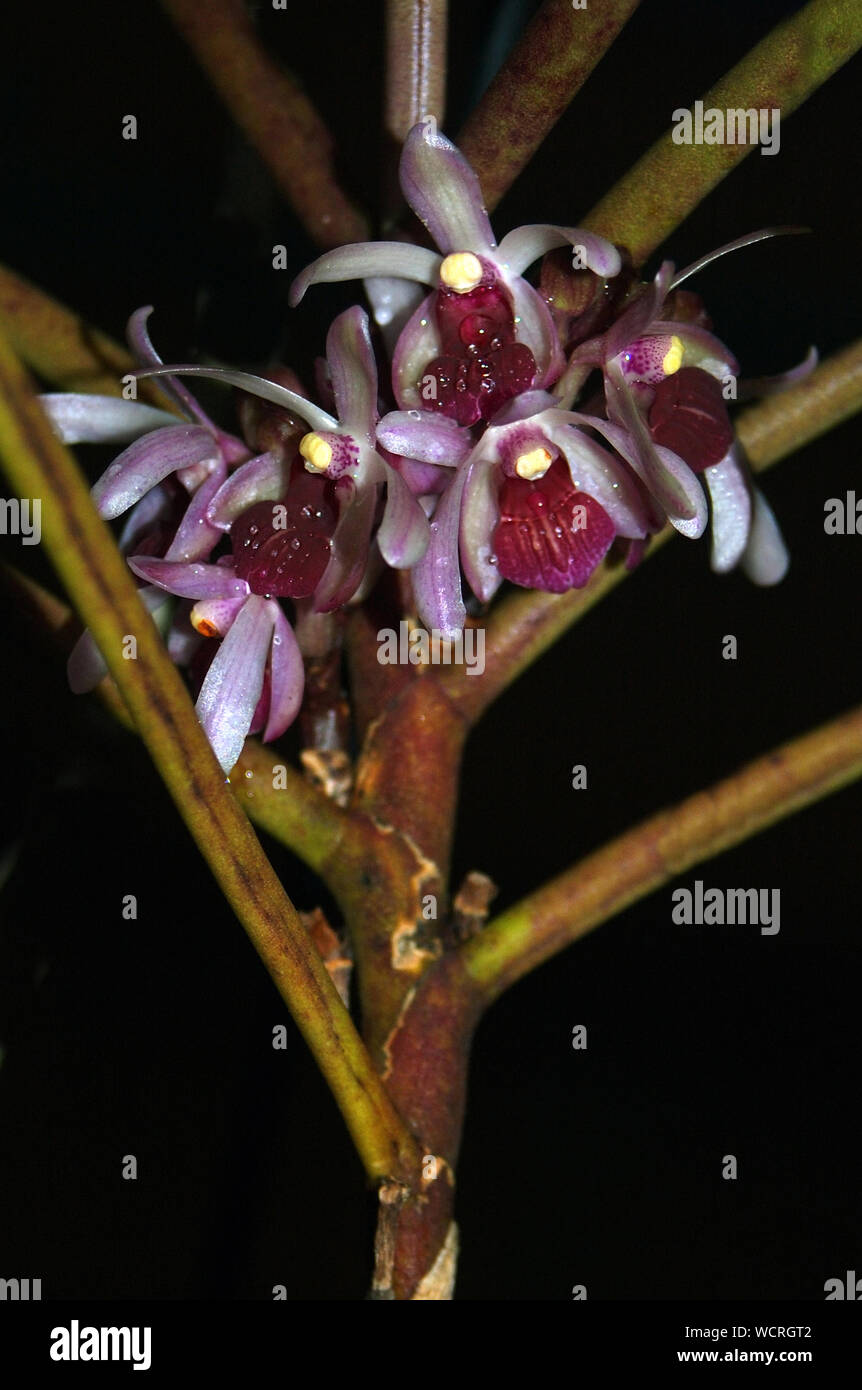 Hyrbrid orchidee su sfondo nero - Luisia recurva x vanda lilacina Foto Stock