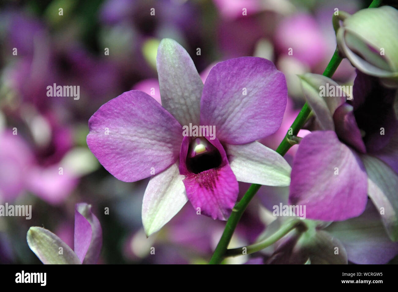 Bianco e viola orchidee sul display Foto Stock