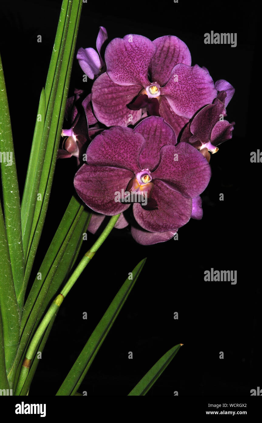 Grande viola orchidee Phaleonopsis su sfondo nero Foto Stock