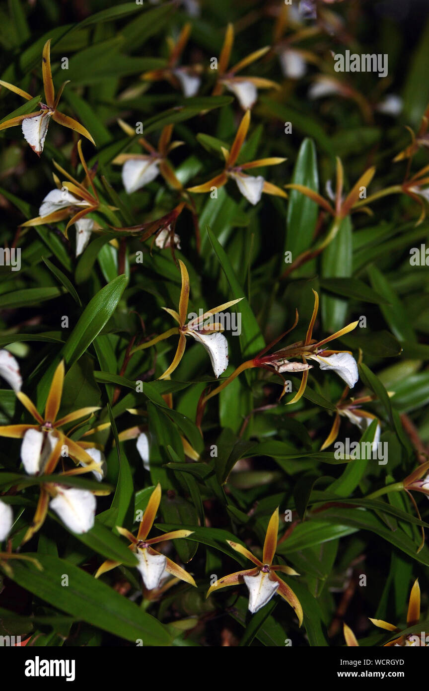 Piccolo marrone e le orchidee bianche - Epidendrum polybulbon Foto Stock