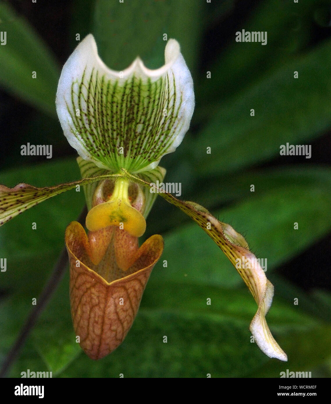 Paphiopedilum orchid 'Dowleri' in giardino Foto Stock