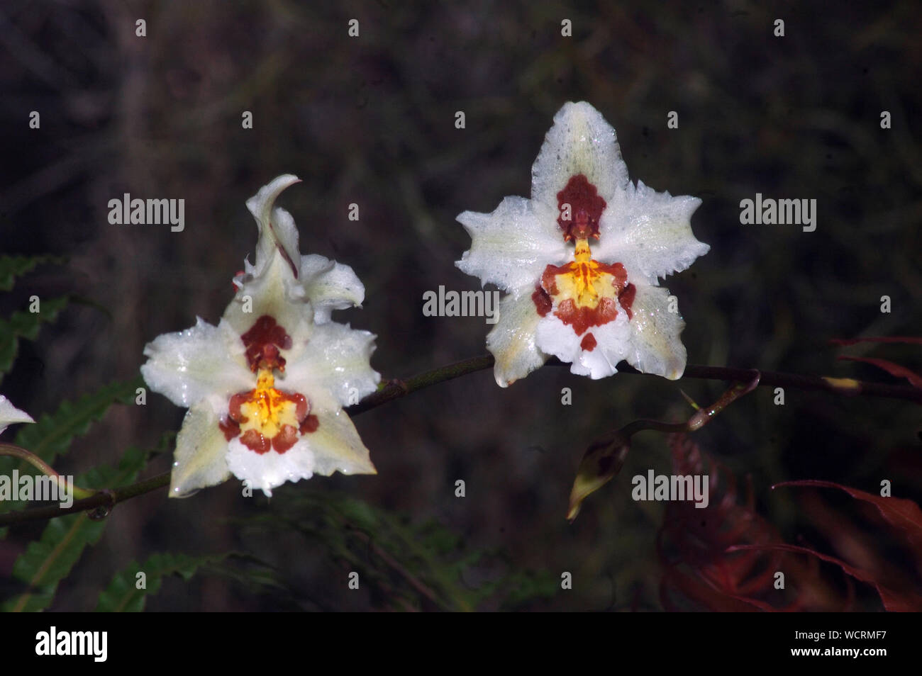 Odontoglossum orchidee in giardino Foto Stock