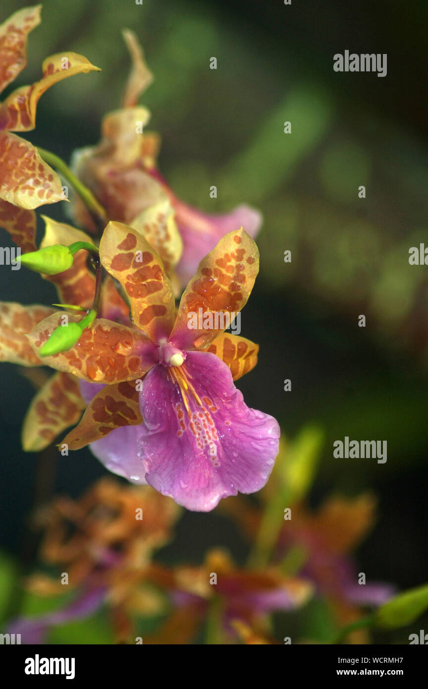 Chiazzato marrone e porpora orchid in giardino Foto Stock