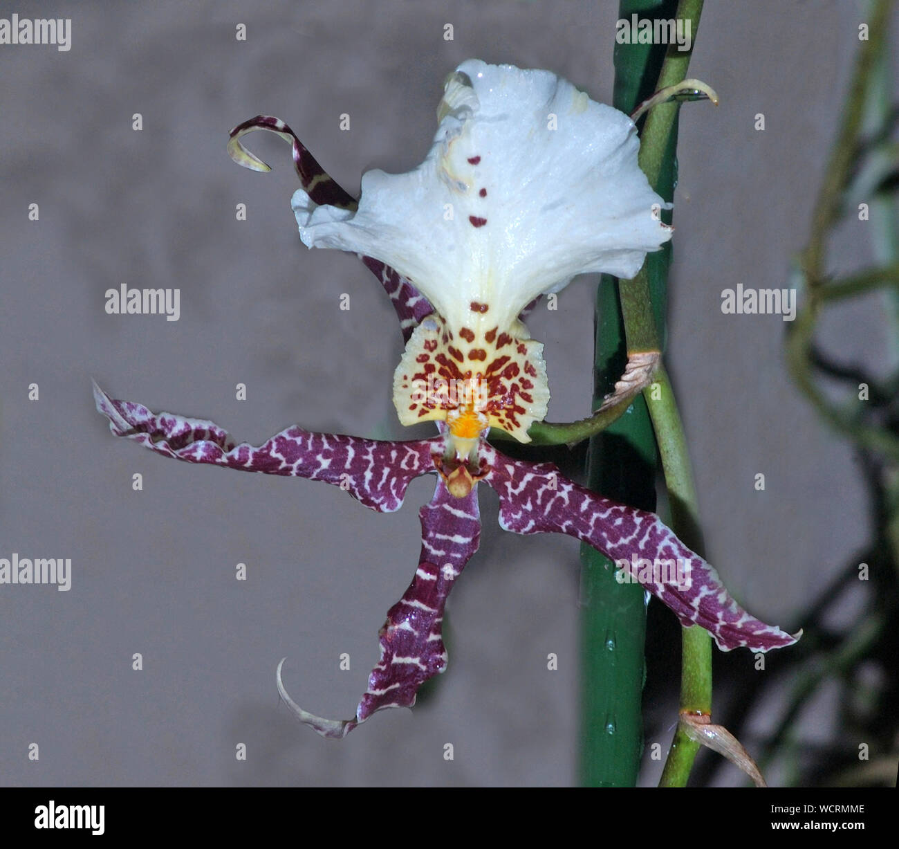 Orchidea viola contro uno sfondo grigio Foto Stock