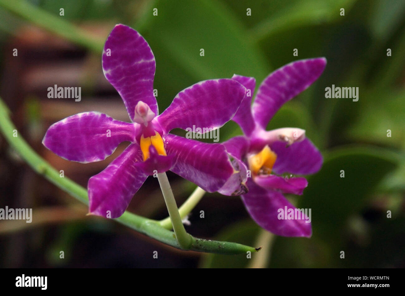 Orchidea viola, Phalaenopsis lueddemanniana var. purpurea, Foto Stock