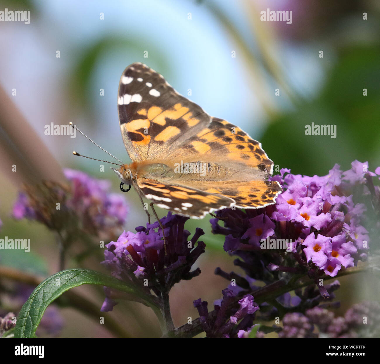 Dipinto di Lady Butterfly (Vanessa cardui) poggia su Buddleia Foto Stock