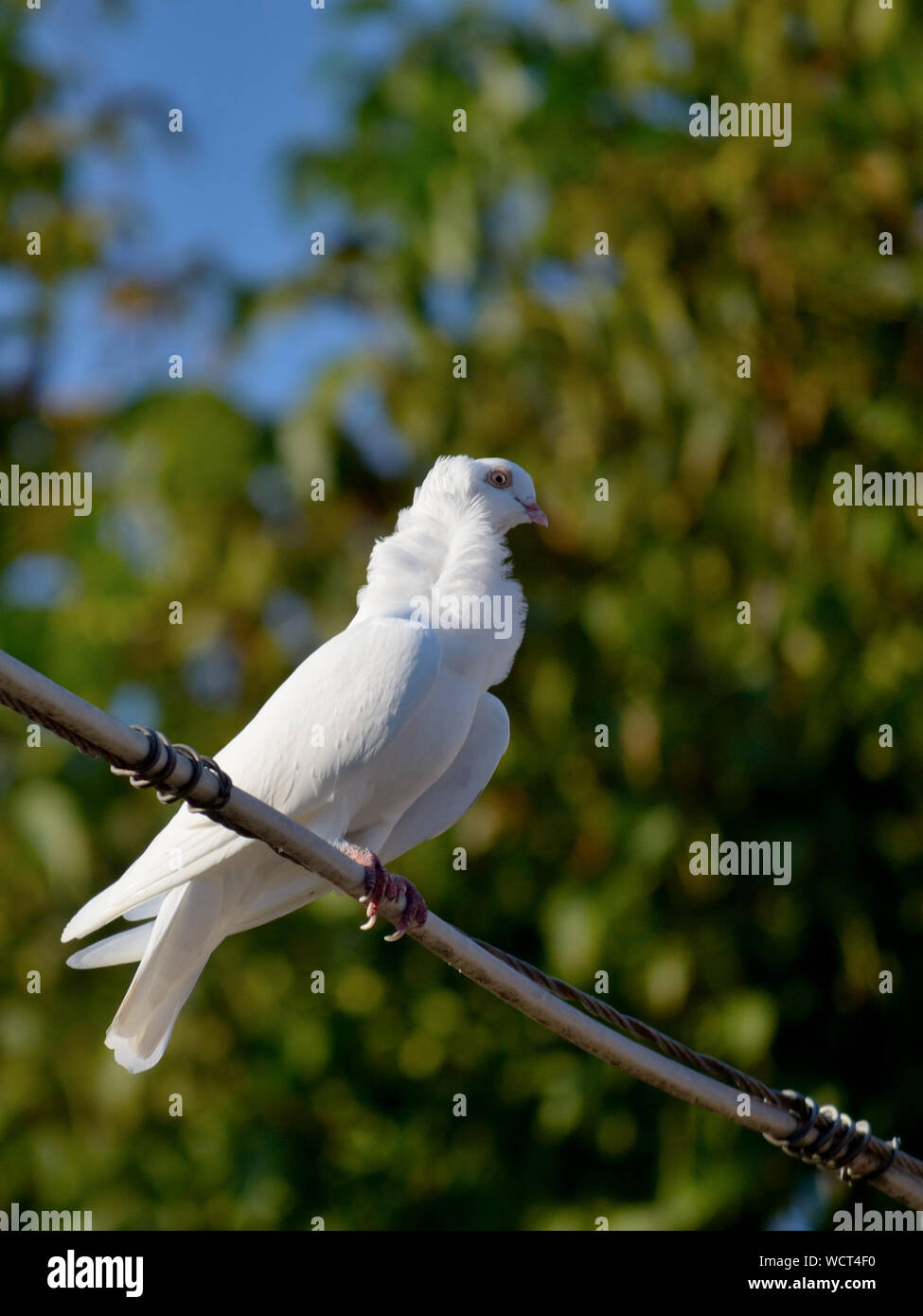 White high flyer piccione (colomba bianca) su un filo Foto Stock