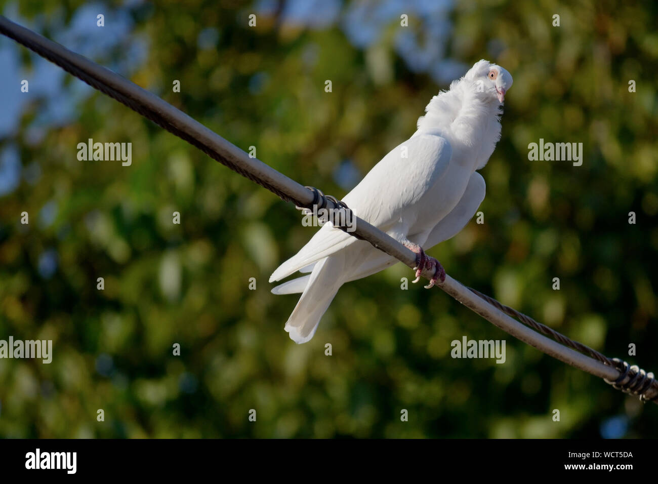 White high flyer piccione (colomba bianca) su un filo Foto Stock