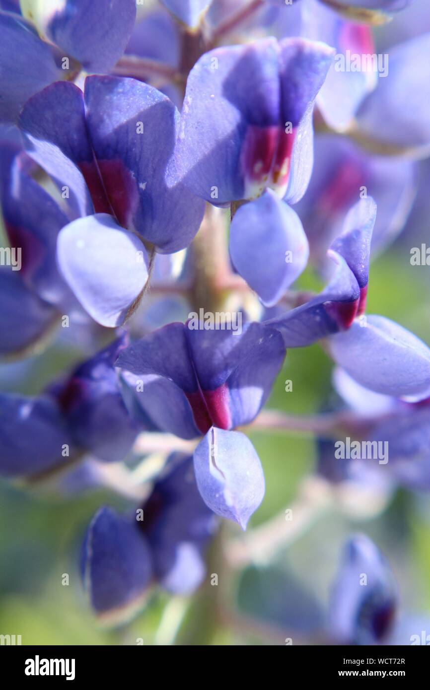 Fotografia macro di un Blu fiore del cofano Foto Stock