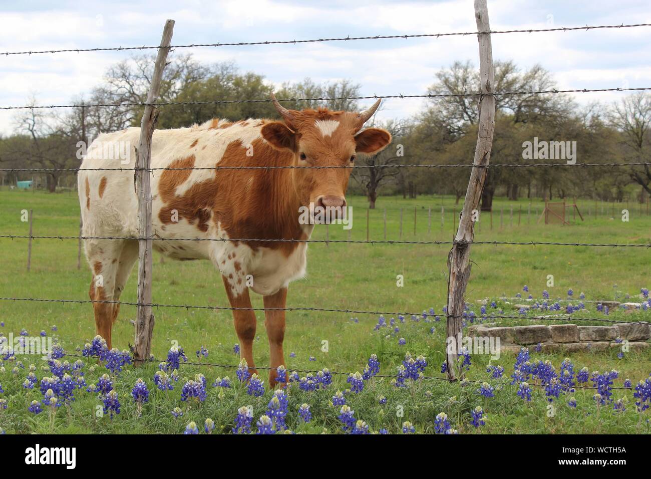 Giovani Texas Longhorn calf in piedi di bluebonnets e guardando attraverso un filo spinato. Foto Stock