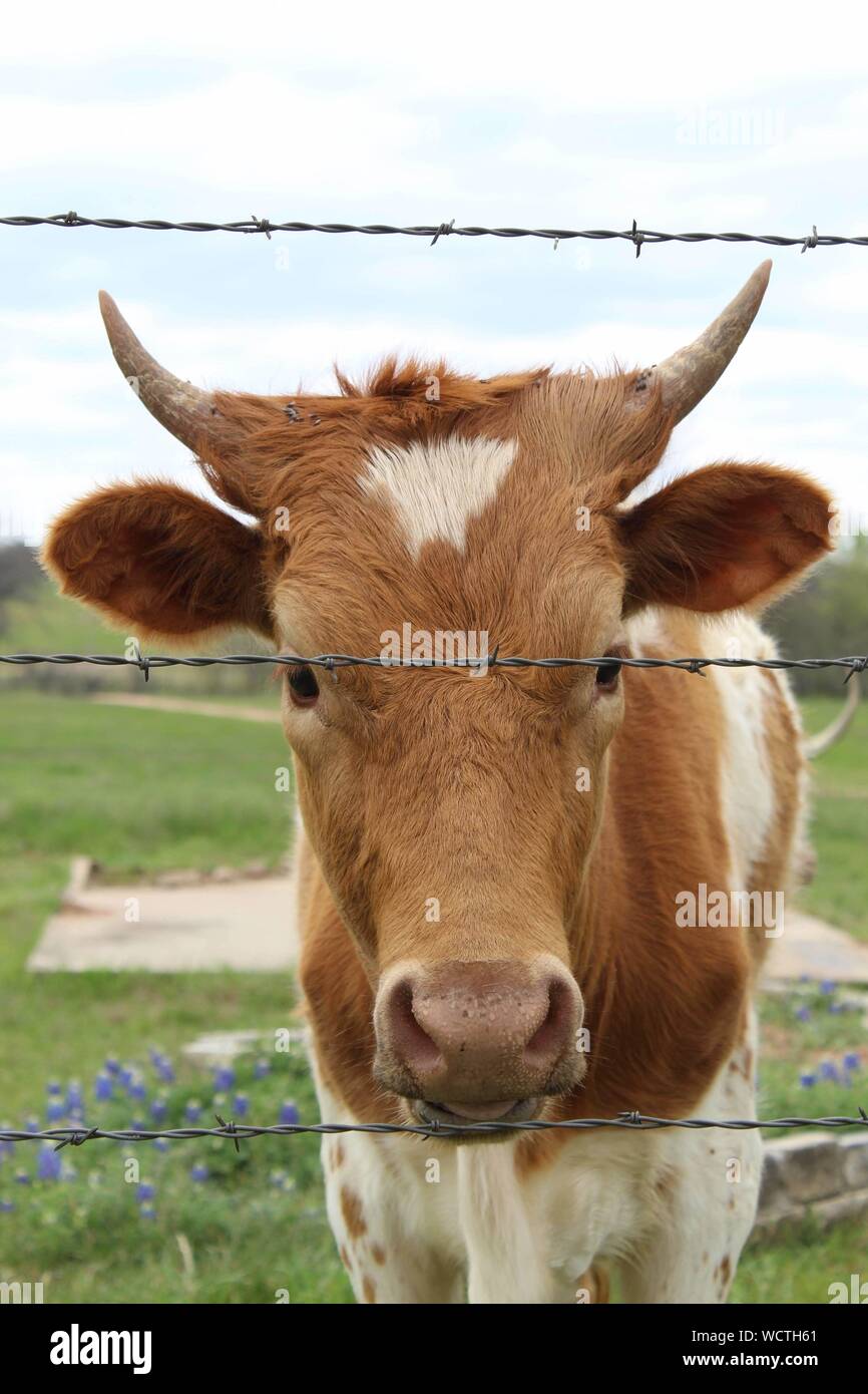 Giovani Texas Longhorn calf guardando attraverso un filo spinato in piedi di bluebonnets Foto Stock