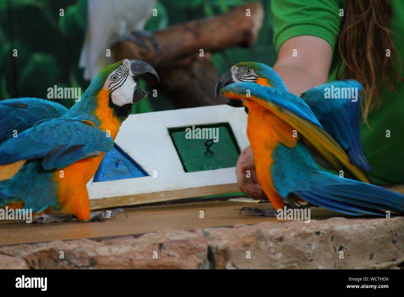Blu-giallo Macaws sulla parete di ritegno Foto Stock