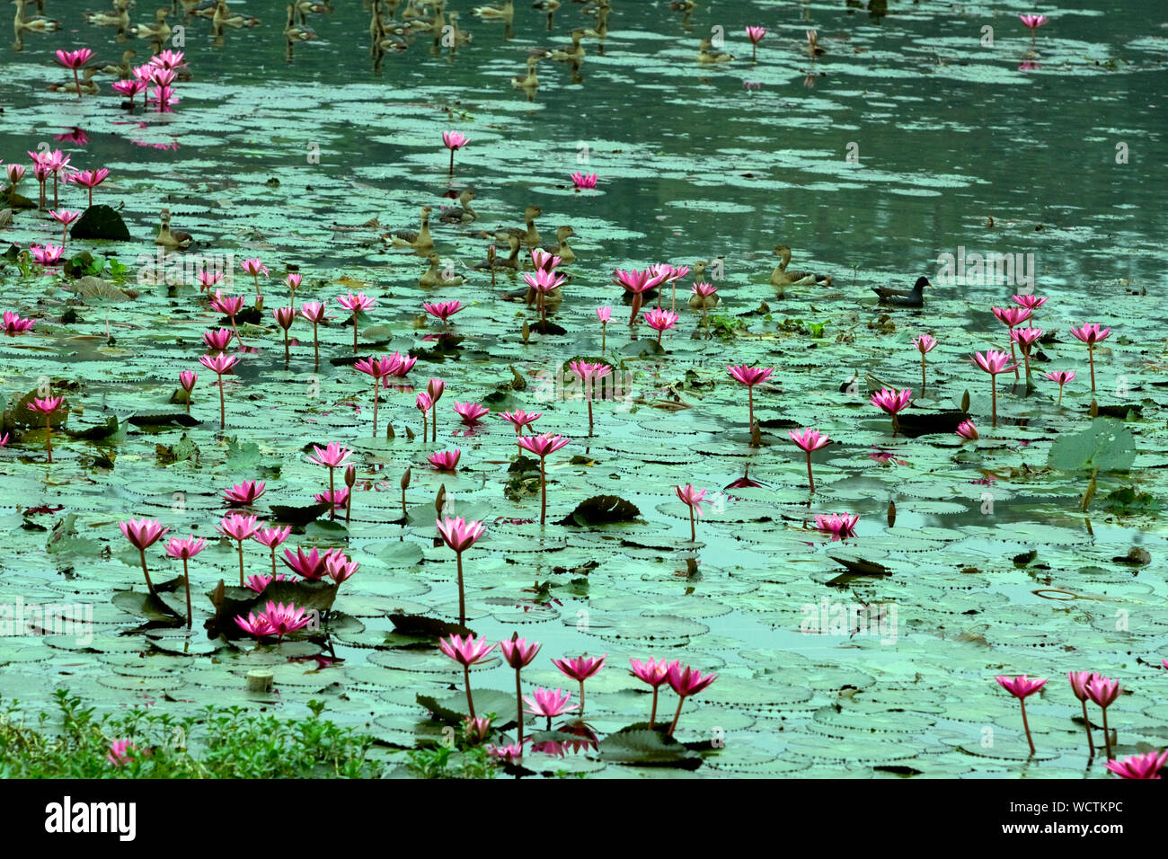 Water Lilies in un lago vicino al Monumento Nazionale di monumento in Savar, Dhaka, Bangladesh. Il 15 dicembre 2008. È il fiore nazionale del Bangladesh. Foto Stock