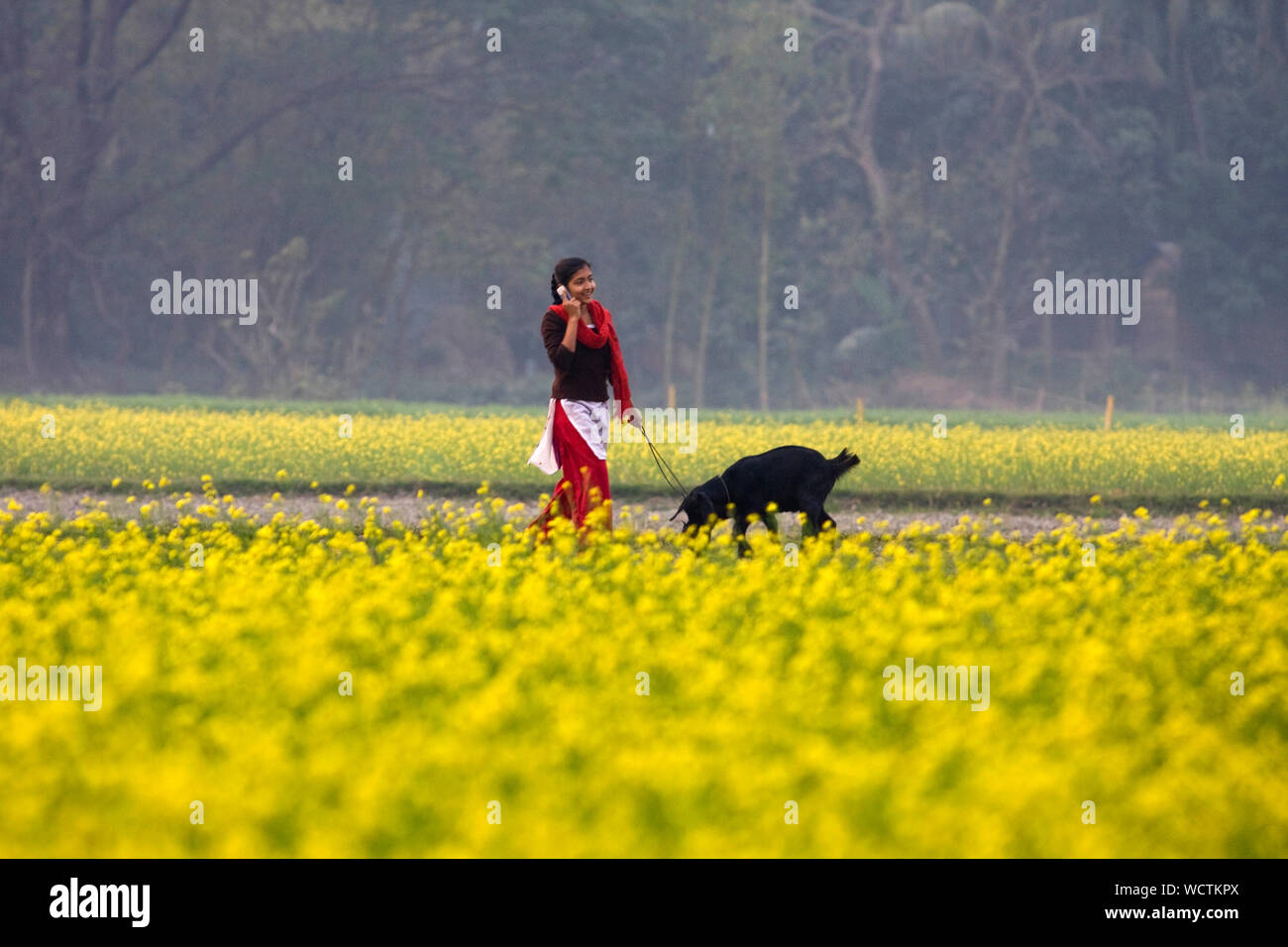 Una ragazza colloqui su un telefono cellulare in campi di senape. Dohar, Dhaka, Bangladesh. Il 5 gennaio 2009. Foto Stock