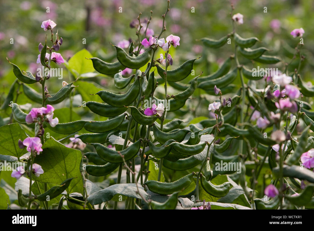 Baccelli di fagiolo coltivati in un grafico di vegetali, nel villaggio di Ruhitpur, Dhaka, Bangladesh. Il 5 gennaio 2009. Foto Stock