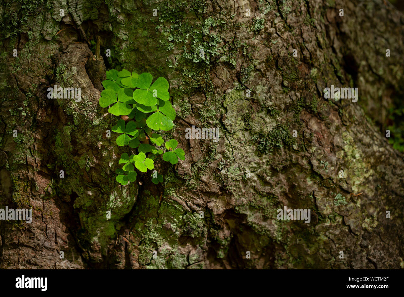 Lussureggiante clover leaf su una corteccia nella foresta Foto Stock