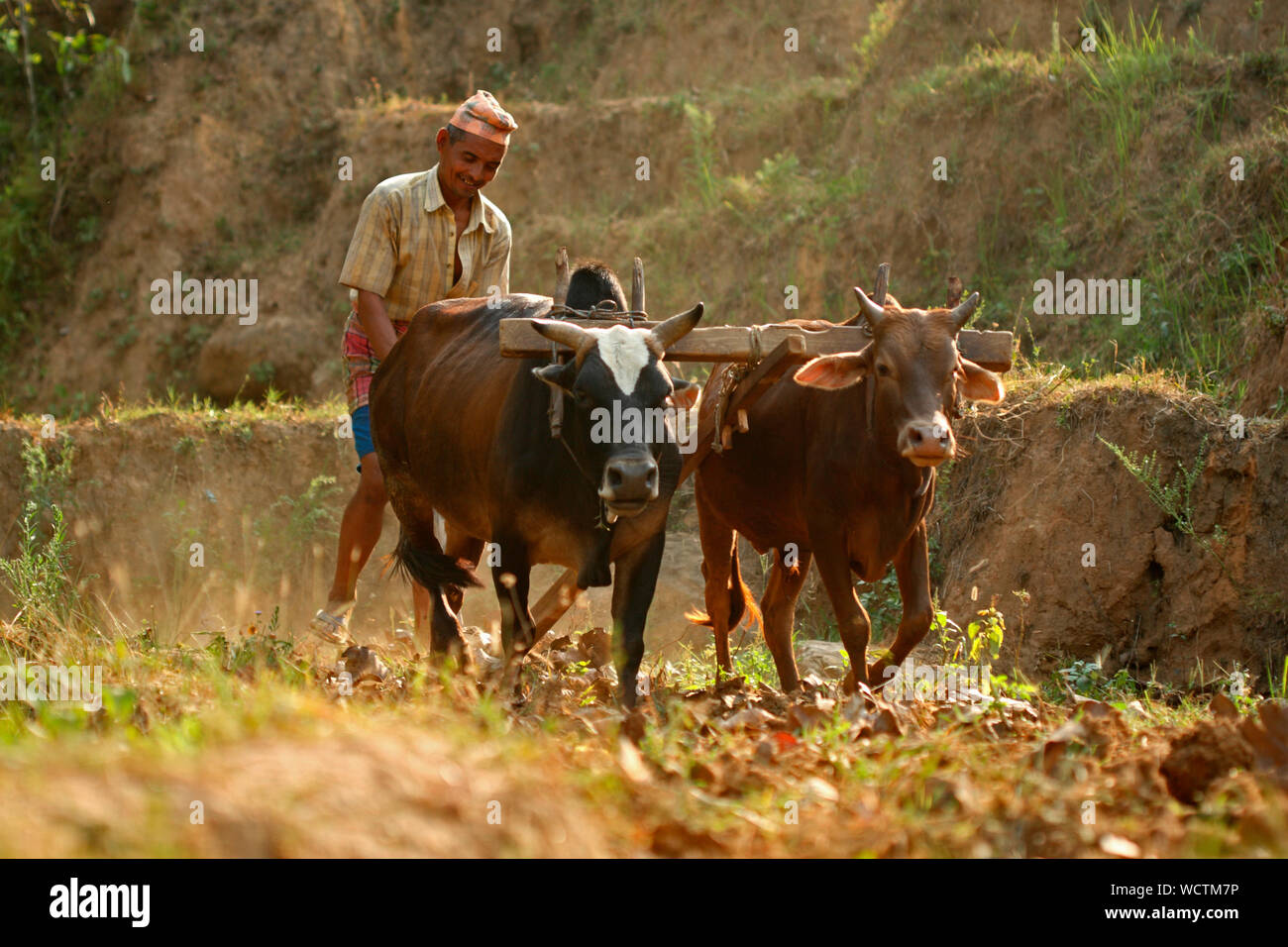Un agricoltore aratura del suo paese in un villaggio, in Dhading, Nepal. 2010.. Foto Stock