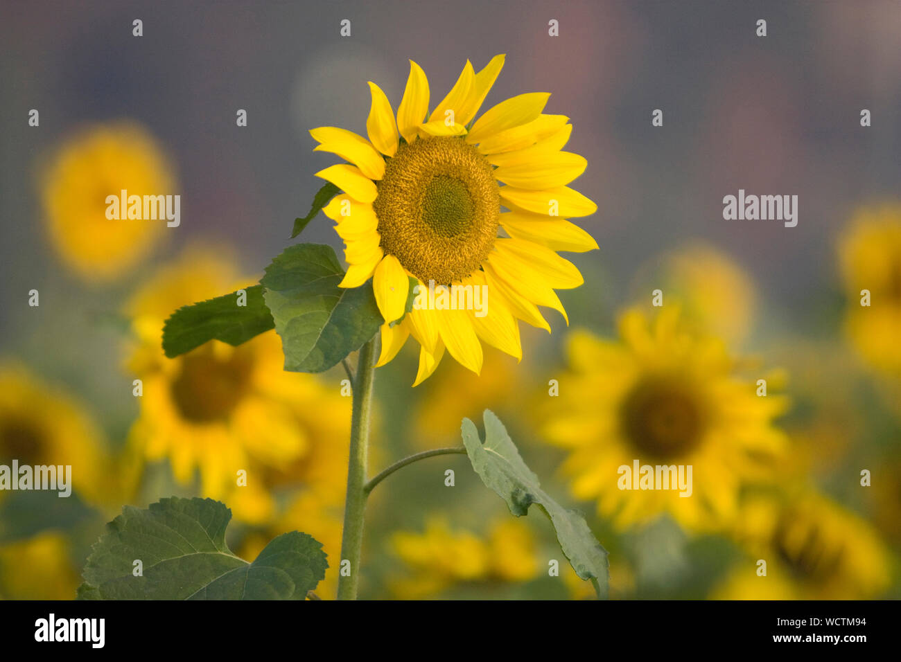 Un girasole (Helianthus annuus) in piena fioritura. Dacca in Bangladesh. Il 31 gennaio 2009. Foto Stock