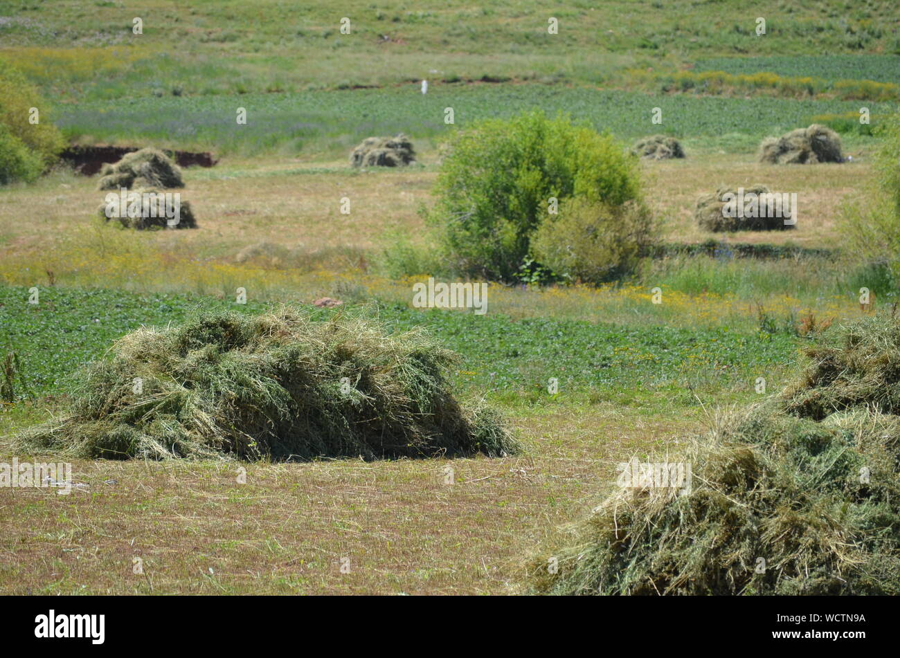 Hayfields delle montagne Hissar, southeastern Uzbekistan Foto Stock