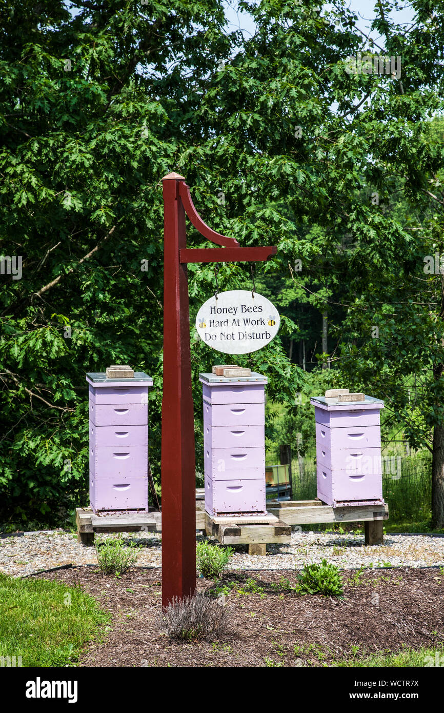 Scatole di alveare di lavanda per api di miele, Orchard view Lavender Farm, New Jersey Farm, Stati Uniti, agricoltura verticale, agricoltura degli Stati Uniti, spring bee hotel Foto Stock