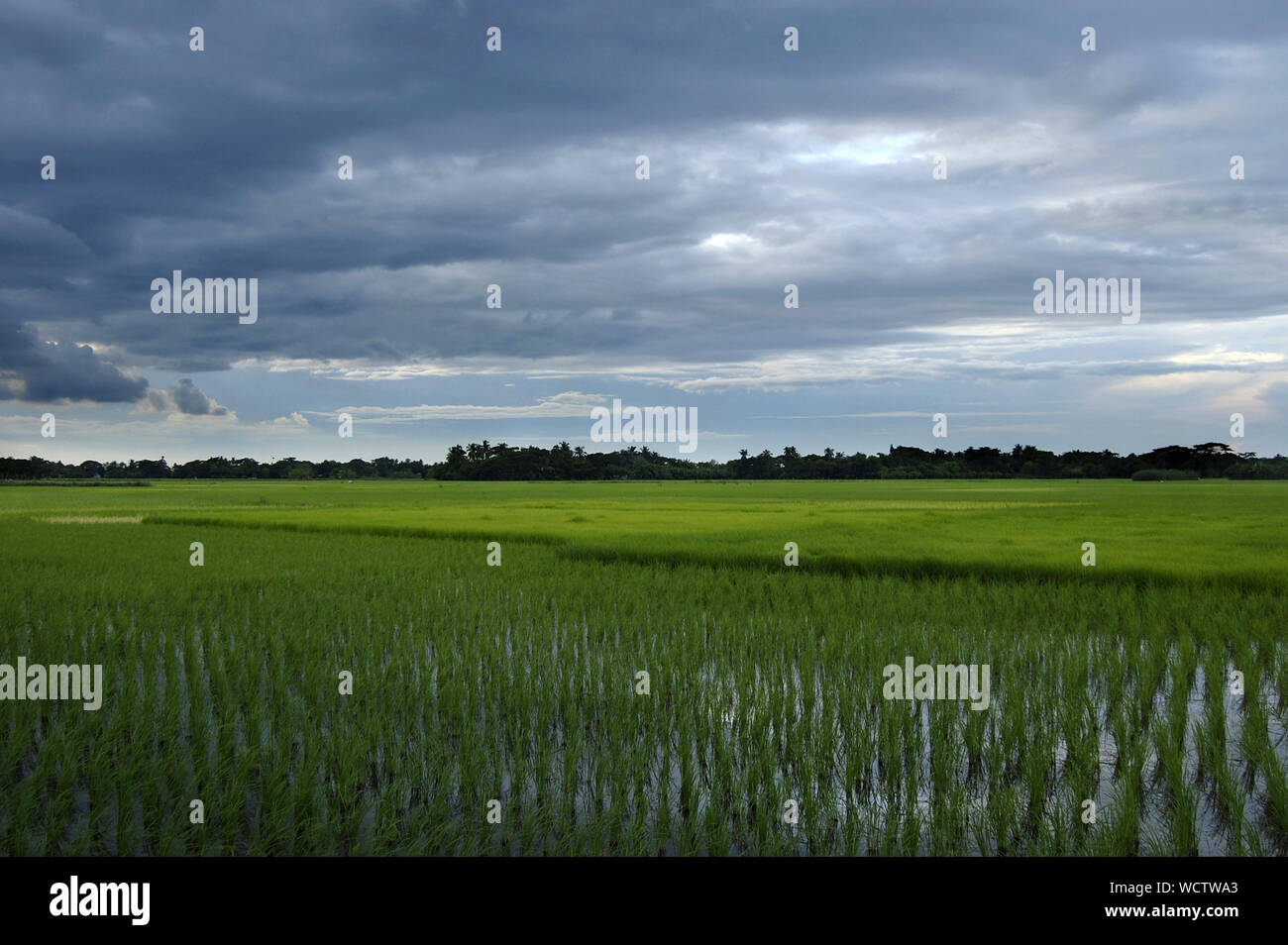 Germogli di risone in un campo di Kumarkhali, Kushtia, Bangladesh. Il 9 marzo 2009. Foto Stock