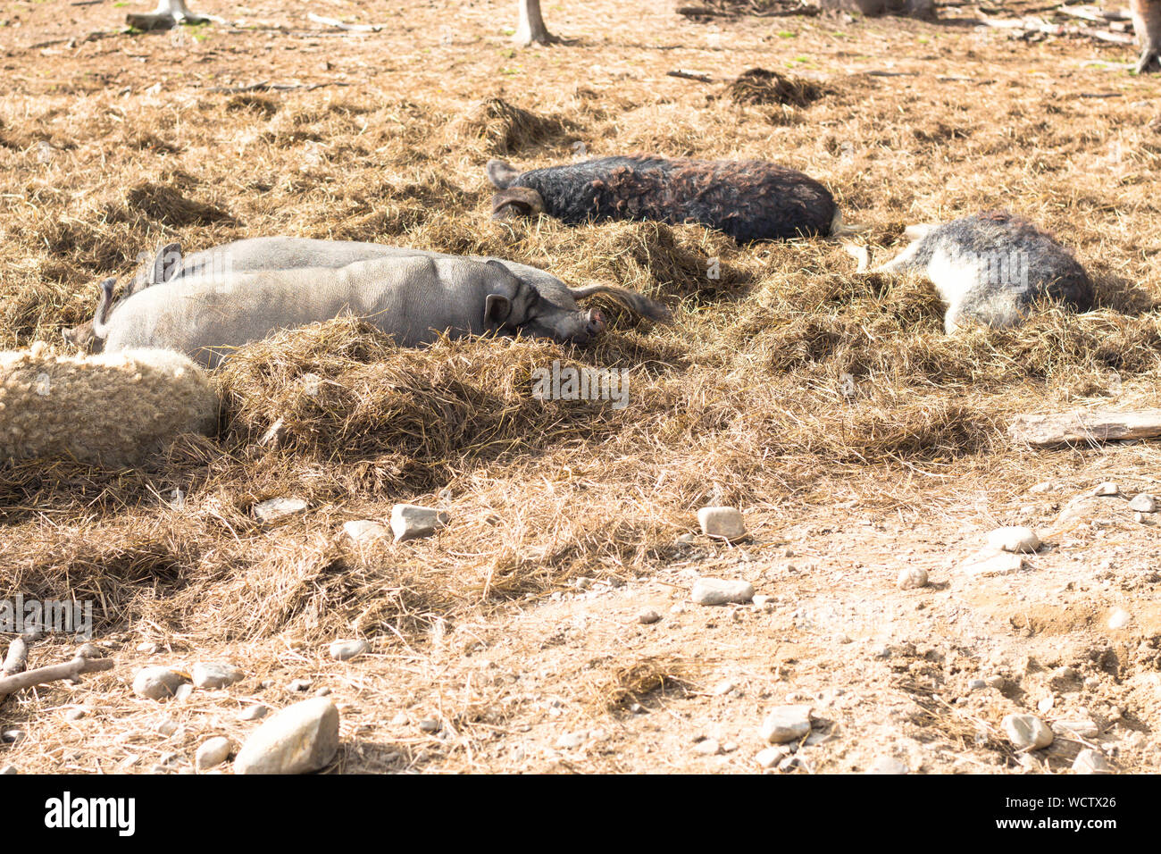 A pochi grigio di suinetti di crogiolarsi al sole. I maialini vengono in paglia nel loro luogo di riposo. Foto Stock