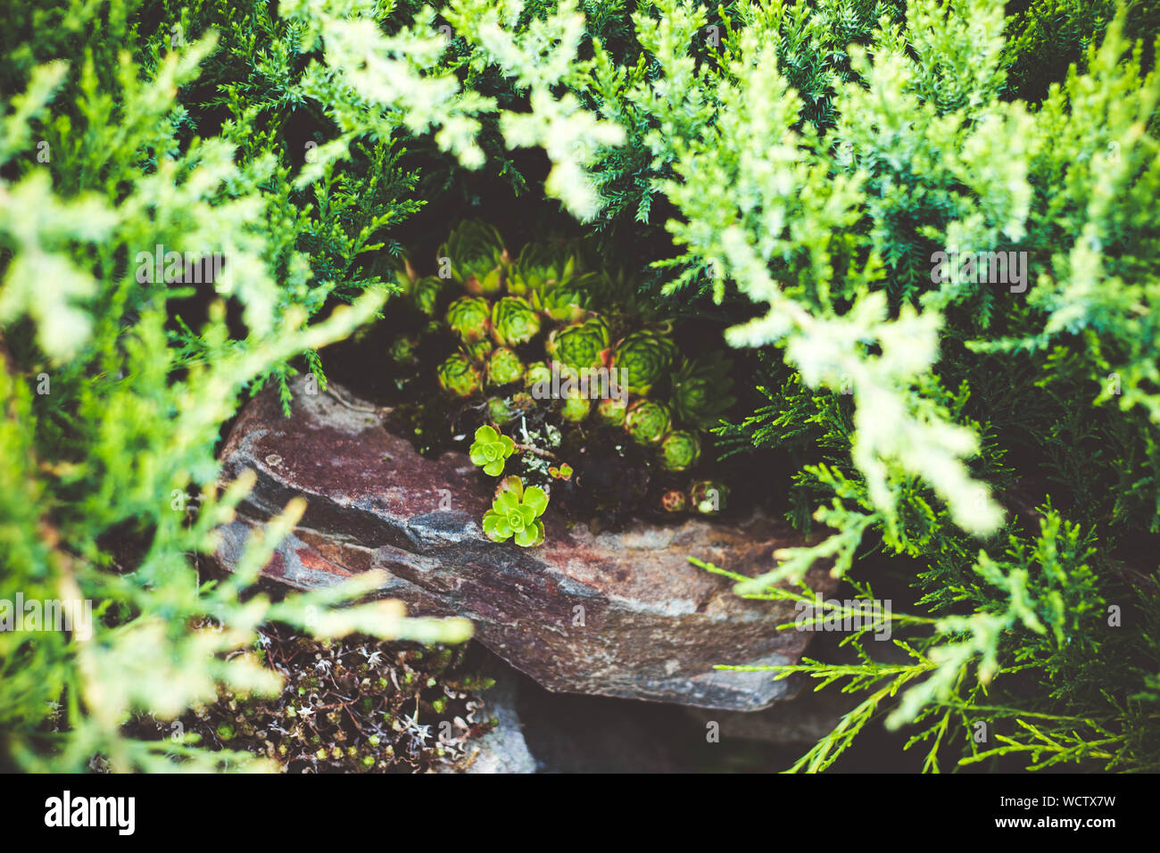 Belle piante decorative in giardino. Le piante che crescono tra le pietre e servire come decorazione in giardino. Foto Stock