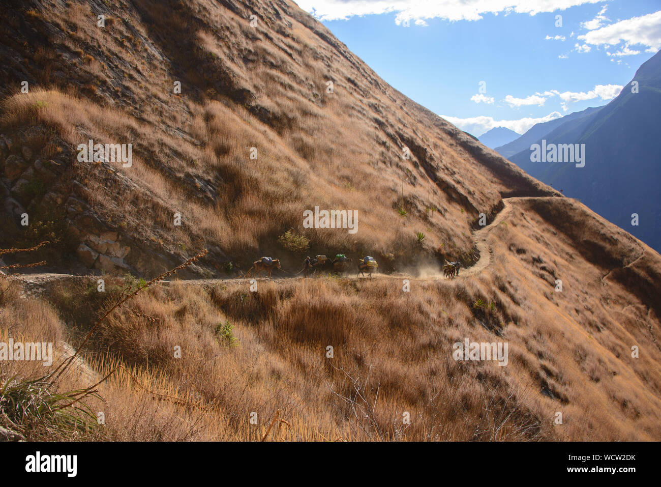 Trekking a cavallo in Apurimac Canyon sul Senso - Inka trek, 'l'altra Machu Picchu,' Santa Teresa, Apurimac, Perù Foto Stock