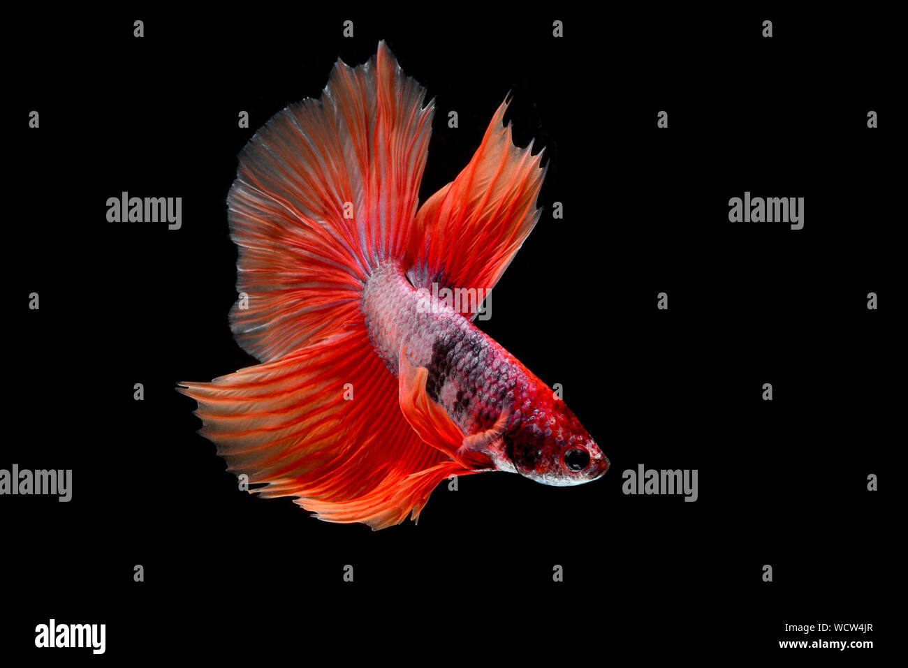 Close-up di Siamese pesci di combattimento contro lo sfondo nero Foto Stock