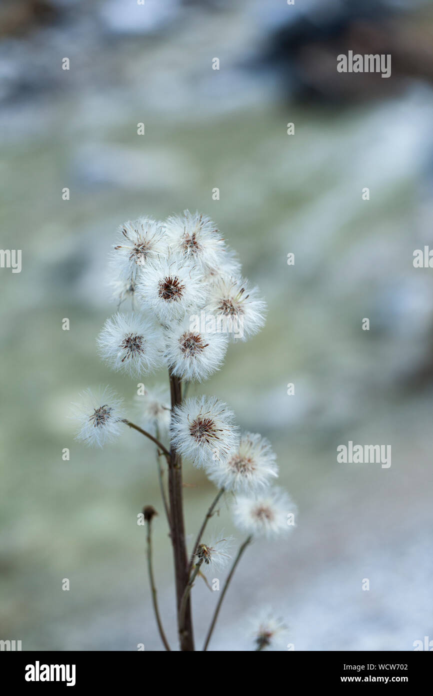 Fiore bianco hairy fiori di bosco in una luce sfocata Foto Stock