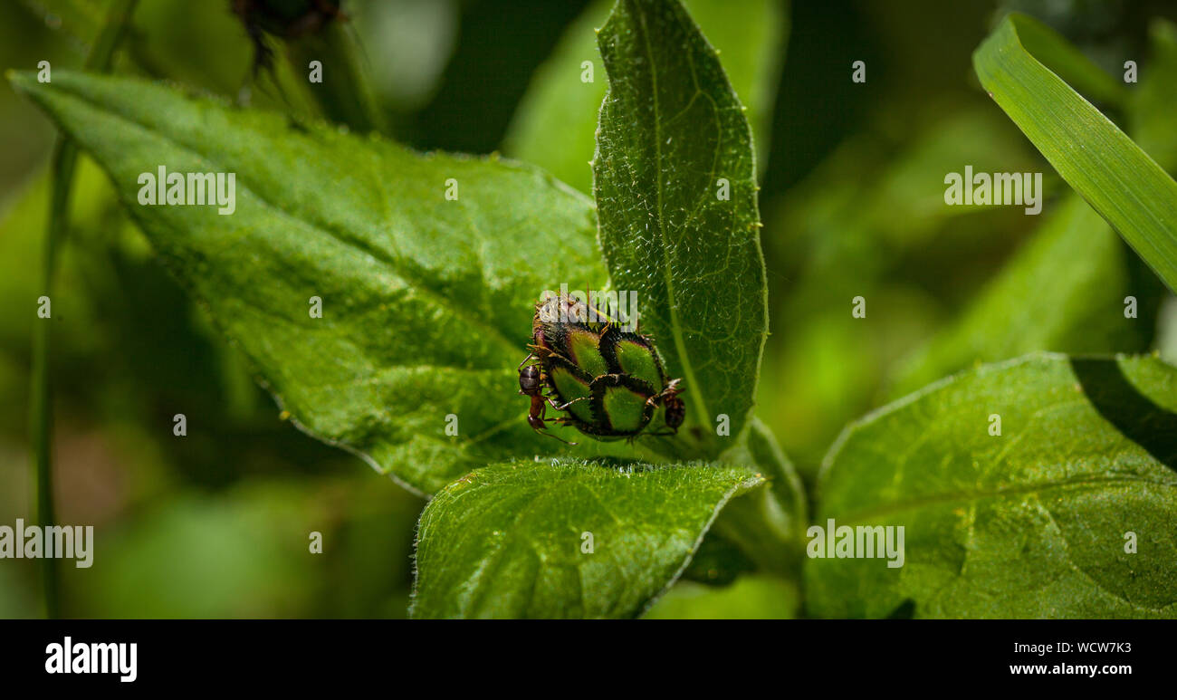 Ant su un fiore chiuso bud con un Verde come sfondo sfocato Foto Stock