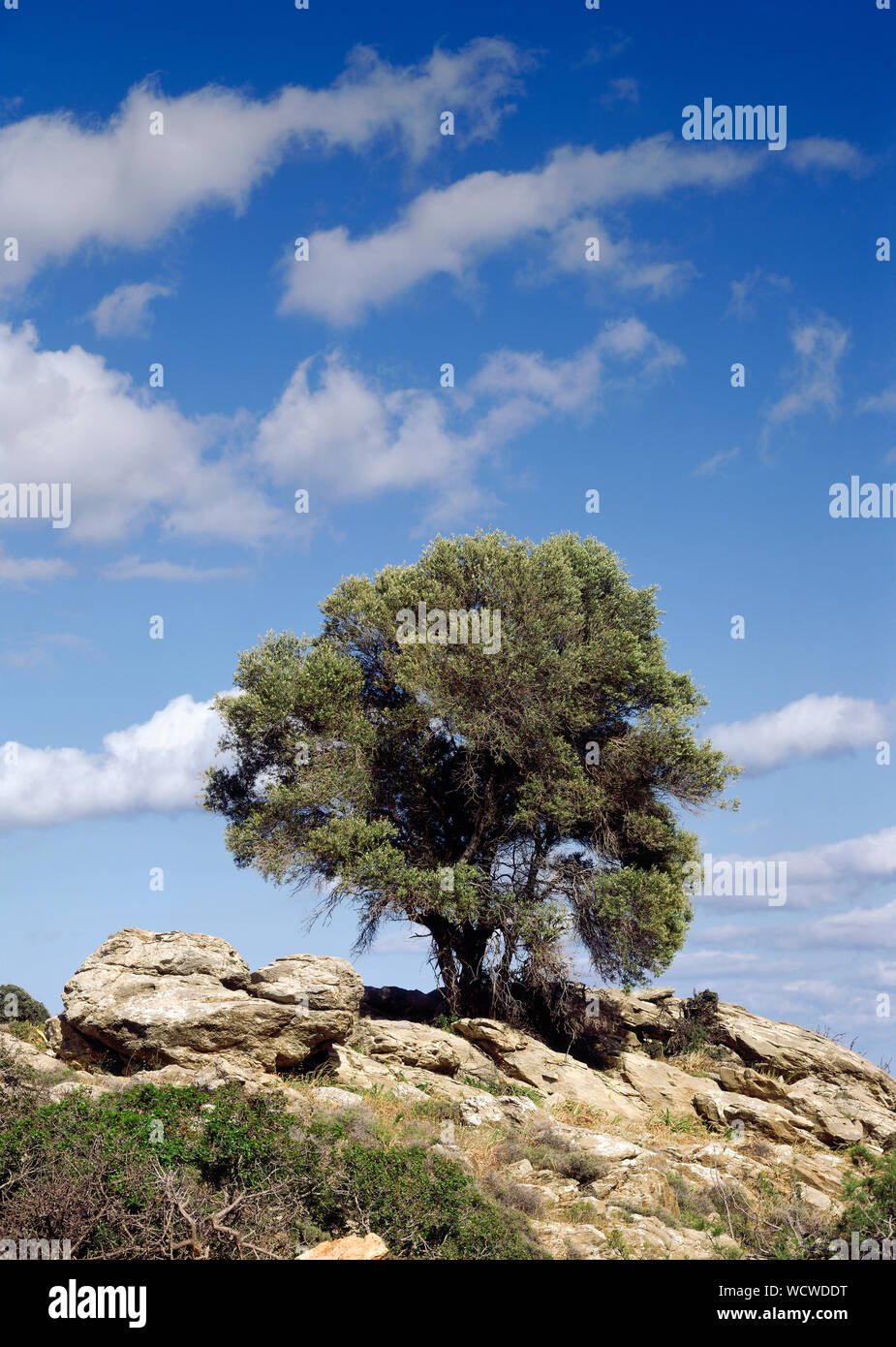 Albero di olivo in isole greche Foto Stock